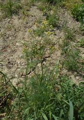 Matricaria