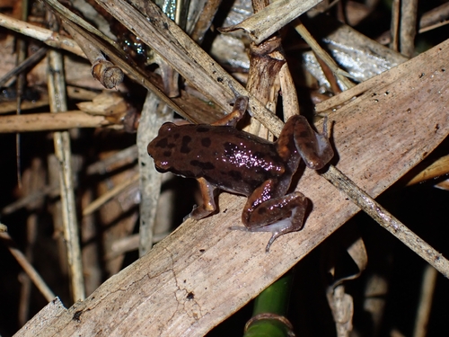 Mada Paddy Frog