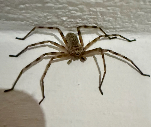 Walckenaer's Huntsman Spider