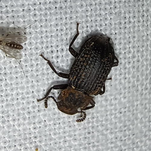Bolitophagus reticulatus, Drenthe, NL, photo 10 of 10