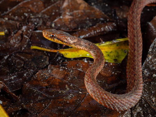 Photo of a Mêdog Himalayas Keelback (Herpetoreas tpser)