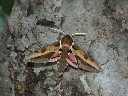 Leafy Spurge Hawkmoth