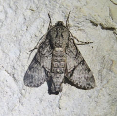 Cautethia yucatana