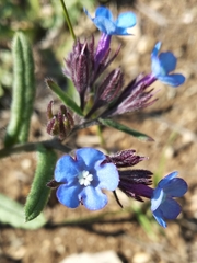 Anchusa thessala