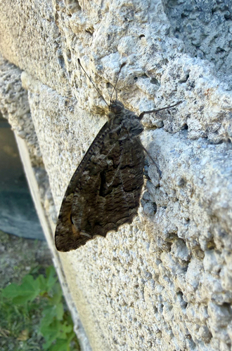 Cretan Grayling