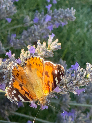 Painted Lady