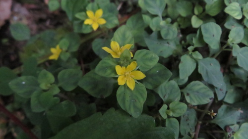 Lysimachia japonica, photograph 3