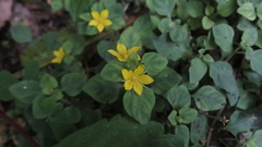 Lysimachia japonica, photograph (c) yajapin, some rights reserved (CC BY)