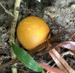 Scleroderma flavidum