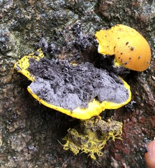 Scleroderma flavidum