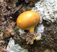 Scleroderma flavidum