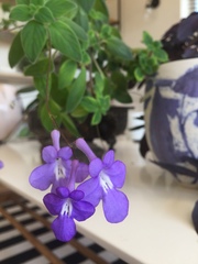 Streptocarpus saxorum