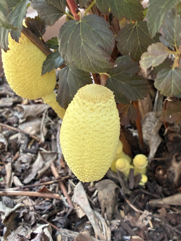 flowerpot parasol · July 2026 · photo: Photo: (c) Joseph Rucker, some rights reserved (CC BY) · iNaturalist