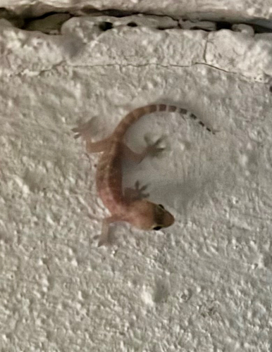 Mediterranean House Gecko