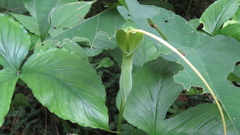 Pinellia tripartita