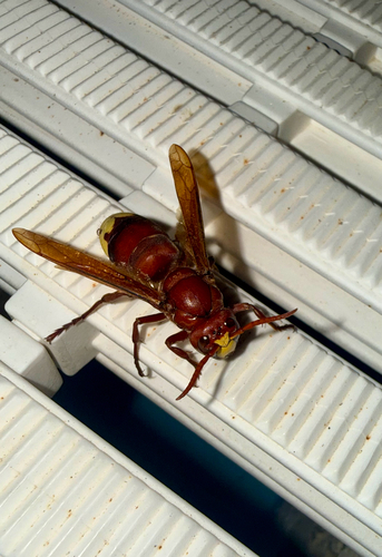 Oriental Hornet