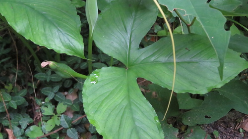 Pinellia tripartita, photograph 1