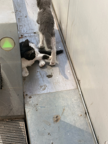 Domestic Cat