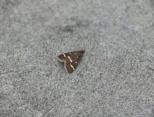 Wavy-barred Sable