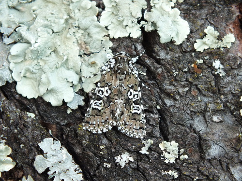 Lamprosticta culta