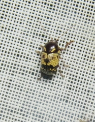 Cryptocephalus irroratus