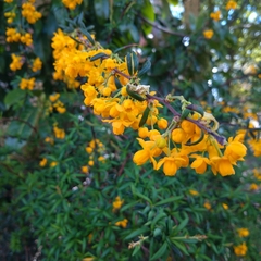 Berberis × stenophylla