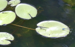 Pseudagrion cingillum