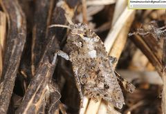 Haplotropis