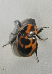 Cyclocephala mafaffa