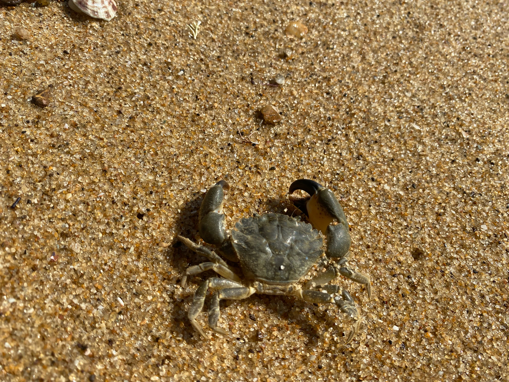 narrowback mud crab