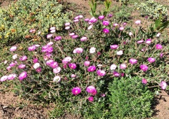 Drosanthemum striatum