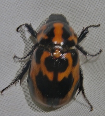 Cyclocephala mafaffa