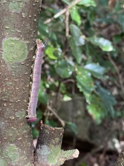 Pseudandriasa mutata