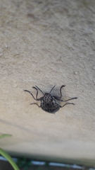 Chalcophora mariana massiliensis