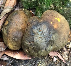 Scleroderma flavidum