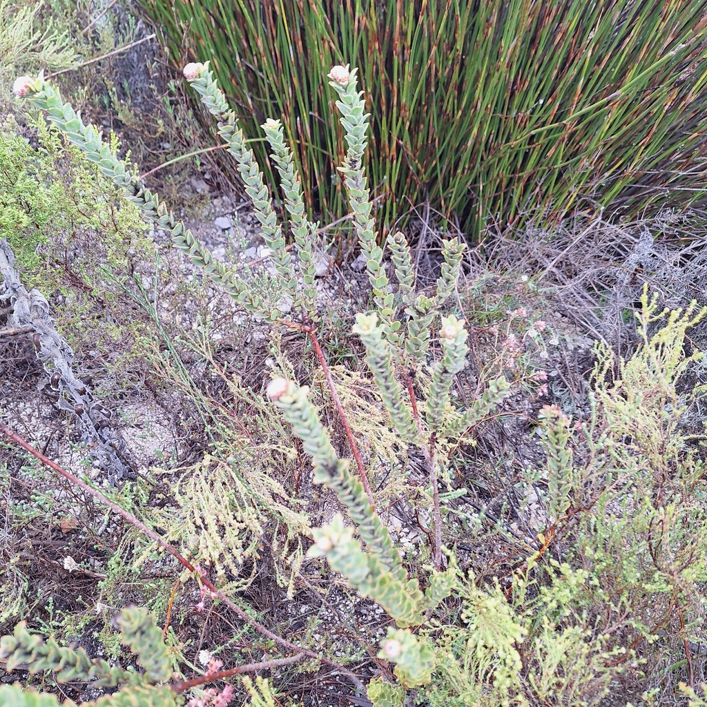 Leucospermum truncatulum; photograph (c) Adele SL, some rights reserved (CC BY)
