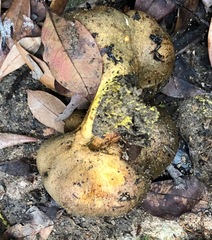 Scleroderma flavidum