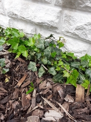 Hedera helix
