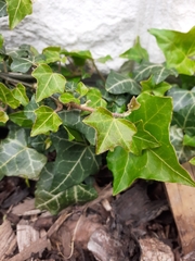 Hedera helix