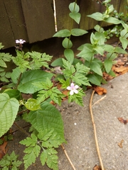 Geranium robertianum