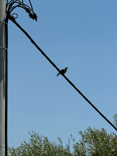 Feral Pigeon