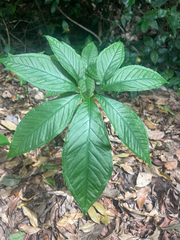 Xanthosoma wendlandii, photograph author not stated, no rights reserved