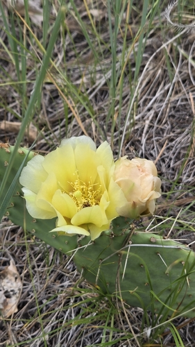 Opuntia cymochila, photograph 6