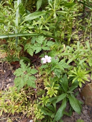 Geranium robertianum