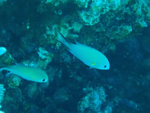 Chromis flavaxilla observed 2026-07-10
