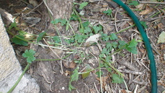 Cyclanthera dissecta