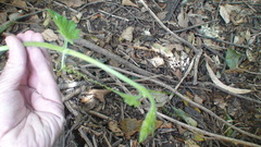 Cyclanthera dissecta