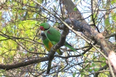 Poicephalus senegalus