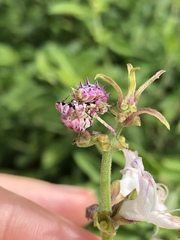 Pseudocreobotra wahlbergi