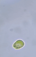 Chlamydomonadales
